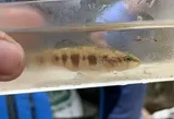 Piedmont Darter, photographed in North Carolina