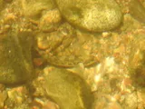 Longfin Darter, photographed in Virginia