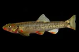 Loach Minnow, photographed in New Mexico