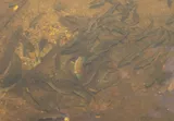 Bluehead Chub, photographed in North Carolina