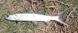 Ladyfish, photographed in Florida