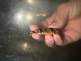 Blenny Darter, photographed in Tennessee