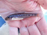 Trout-perch, photographed in Ontario