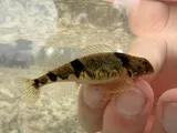 Blenny Darter, photographed in Tennessee