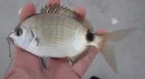 Spottail Pinfish, photographed in Florida