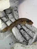 Yellowfin Goby, photographed in California