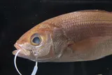 Lavender Snapper, photographed in Hawaii