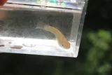 Northern Studfish, photographed in Tennessee