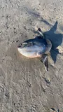 Ocean Sunfish