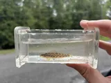 Alabama Darter, photographed in Alabama