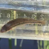 Northern Pearl Dace, photographed in Ontario