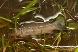 Brown Hoplo, photographed in Santa Cruz