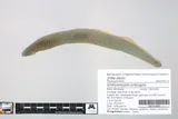 Silver Lamprey, photographed in Minnesota