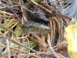 Warmouth, photographed in Florida