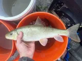 Gray Redhorse, photographed in Texas