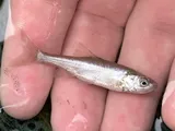 Virgin Chub, photographed in Nevada