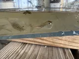 Gulf Menhaden, photographed in Louisiana