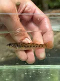 Striped Darter, photographed in Kentucky