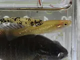 Golden Topminnow, photographed in Florida