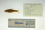 Topeka Shiner, photographed in Kansas