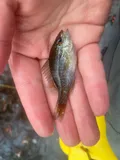 Dollar Sunfish, photographed in Georgia