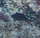 Sharpnose Puffer, photographed in La Altagracia