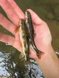 Torrent Sucker, photographed in Virginia