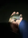 Black Acara, photographed in Florida