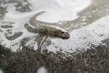 Arrow Goby, photographed in British Columbia