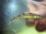 Saddleback Darter, photographed in Mississippi