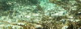 Striped Puffer, photographed in Palawan