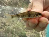 Smallmouth Redhorse, photographed in Tennessee