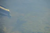 Butterfly Peacock Bass, photographed in Florida