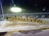 Chesapeake Logperch, photographed in Pennsylvania