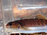 Lipstick Darter, photographed in Alabama