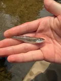 Silverjaw Minnow, photographed in Ohio