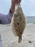 Gulf Flounder, photographed in Florida