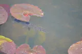 Chain Pickerel, photographed in Virginia