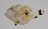 Pygmy Frogfish