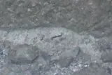 Devil's Hole Pupfish, photographed in Nevada