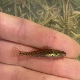 Swamp Darter, photographed in Florida