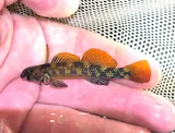 Riverweed Darter, photographed in Virginia