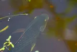 Blue Tilapia, photographed in Florida