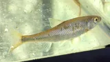 Common Shiner, photographed in Ontario