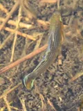 Sailfin Molly, photographed in Florida