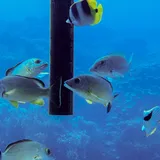 Blacktail Snapper, photographed in Guam