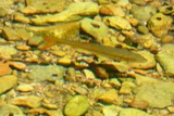 Redtail Chub, photographed in Tennessee