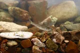 Striped Shiner, photographed in Tennessee