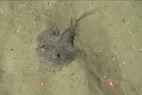 Lophiodes miacanthus