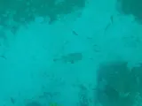 Porcupinefish, photographed in Saint-Pierre